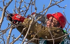 金剪子大赛-爱丽斯工具